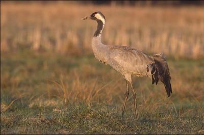 Quel est cet oiseau ?