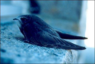 Quel est cet oiseau ?