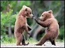 Deux oursons s'battent ... dans la prairie sous l'oeil vigilant de leur mre.
