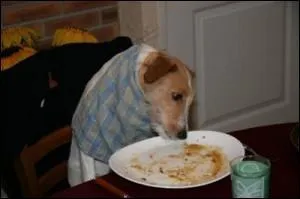 Tobby est un chien bien lev. Quand il mange il n'avale pas ... sa pte.