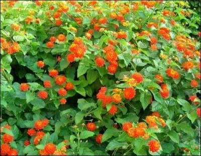 Ah si seulement elles taient parfumes, les fleurs de cet arbuste qui adore la chaleur... Nanmoins, son feuillage, lui, dgage une odeur suave. Comment se nomme cette plante ?