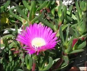 On la qualifie aujourd'hui d'envahissante ! La pauvre... Le Carpobrotus n'a besoin que de soleil, de soleil et de soleil mais aussi de sable et de chaleur ! On ne le sait pas toujours mais ses fruits sont tout  fait comestibles et dlicieux. Traditionnellement, de quel nom pas vraiment sympathique l'a-t-on baptise ?