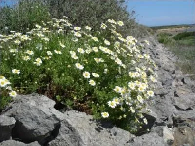 Une touche de fracheur au coin d'un chemin, il claire les jardins crass de chaleur pendant l't. Quel est cet arbrisseau ?
