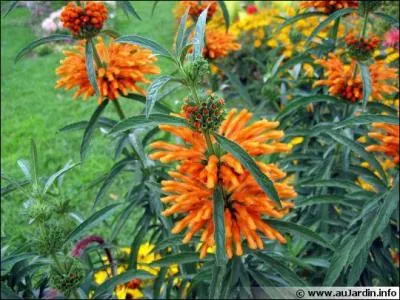 Lui aussi est de la mme famille que la lavande mais hlas, il ne sent rien. Il peut fleurir deux ou trois fois, selon les saisons et les annes. Reconnaissez qu'il est trs original ! Quel est cet arbuste ?