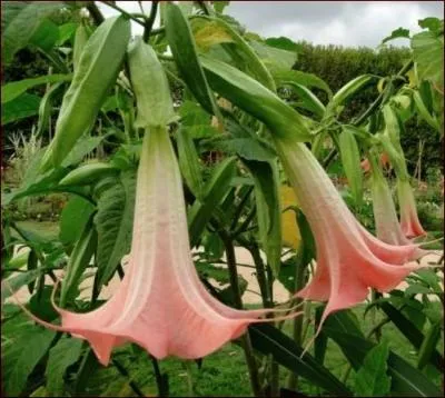 Superbes et immenses, ses fleurs lgrement parfumes ont hlas le mme dfaut grave que tout le reste de la plante, elles sont toxiques ! Mais quelle beaut... Quel est cet arbuste dont il vaut mieux loigner les enfants et les animaux mordeurs ?