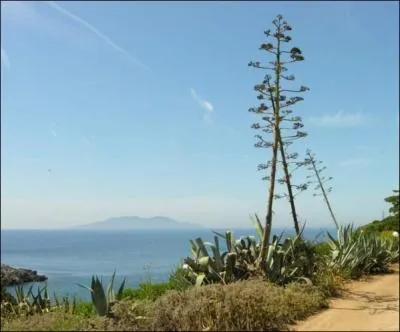 Avec ses fleurs  l'allure incroyable tout au bout d'une hampe de plusieurs mtres, qui durent toute une saison, vous n'avez pas pu le manquer. Comment se nomme cette clbre plante ?