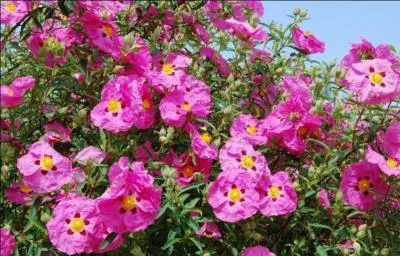 Comment se nomme cette plante rellement typique des rgions sches mditerranennes ?