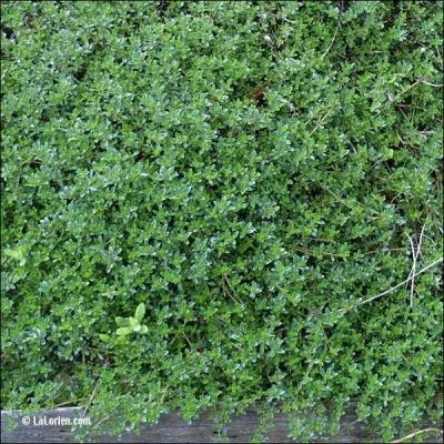 Incontournable parfum de la cuisine provenale, quelle est cette plante condimentaire ?