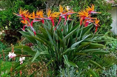La Strelitzia reginae est un lment du dcor vgtal parmi les plus admirs. Toutefois, sous quel nom  populaire  est-il mieux connu ?
