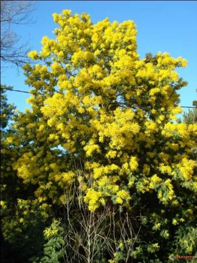 Certainement l'arbre le plus clbre des printemps doux, le mimosa n'a pourtant pas du tout une origine mditerranenne. D'o est-il originaire ?