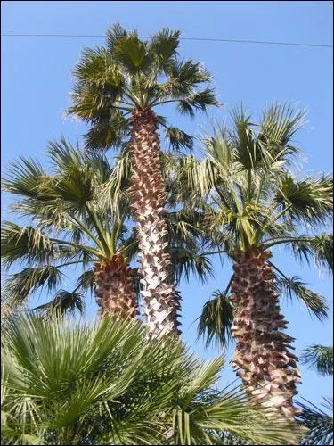 C'est un des grands palmiers de la Cte d'Azur.  quel ancien prsident amricain ressemble son nom ?