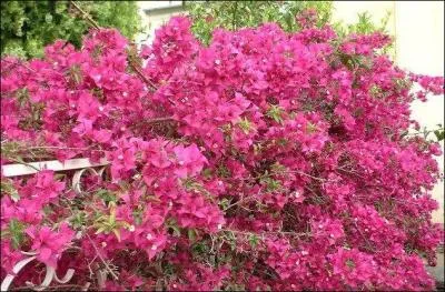 Rapport de ses expditions brsiliennes par l'explorateur franais Louis-Antoine de Bougainville, pourquoi ce clbre arbuste grimpant est-il pourtant relativement dangereux ?