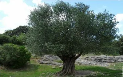 L'olivier est un arbre fruitier originaire de l'est mditerranen. Outre son exceptionnelle longvit, quelle caractristique moins connue ses fruits possdent-ils ?