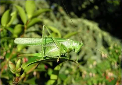 Donc, si vous avez trouv l'insecte prcdent, vous allez trouver celui-ci !