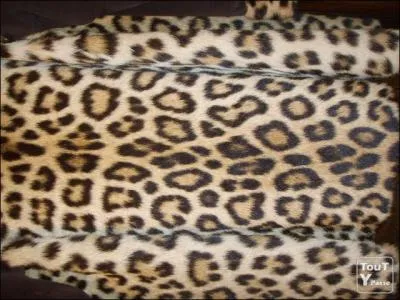 Terminons par ces deux flins, rgulirement confondus, l'un est africain et asiatique, l'autre amricain, ils ont tous deux des ocelles noires sur la fourrure, alors rassemblez vos souvenirs,  quel flin appartient la fourrure de la photo ?