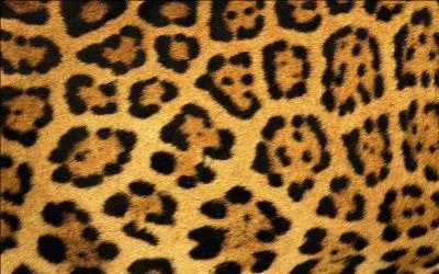 Pour terminer, il ne vous reste plus qu' identifier le propritaire de cette fourrure !