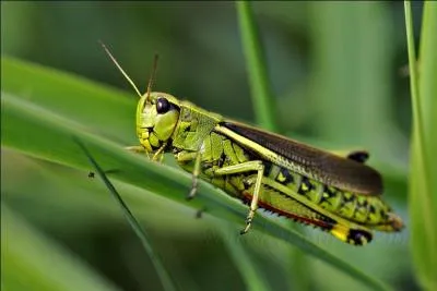 Encore deux insectes rgulirement confondus, la sauterelle et le criquet, des deux, quel est celui de la photo ?