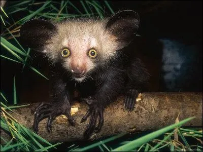 Cet animal est un Ye-Ye. Vrai ou Faux ?