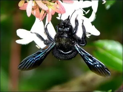 Il s'agit d'une des espces d'abeilles nommes Abeille charpentire. Quel est son nom ?