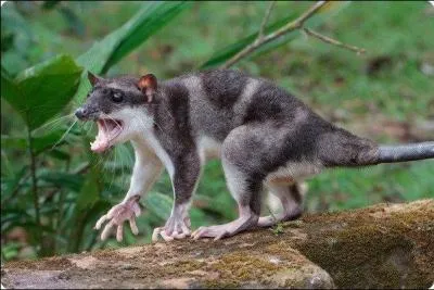 Je suis un marsupial qui a les pattes postrieures palmes, j'affectionne les petits cours d'eau forestiers et les torents de montagnes du Mexique jusqu'en Argentine.
