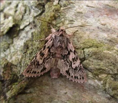 Voil encore un petit papillon de nuit. Comment l'appelle-t-on ?