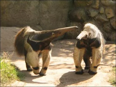 Les fourmiliers, les paresseux, et les tatous appartiennent  ce super-ordre. Lequel ?