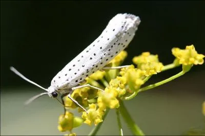 C'est un genre de petits papillons de nuit (dits  teignes ) dont les chenilles dvorent feuilles, bourgeons, fleurs et tissent des voiles pour se protger.