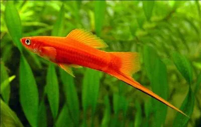 C'est un poisson rpandu dans les aquariums, il est galement appel  porte-pe  ou  porte-glaive .