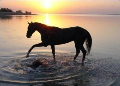 Quel est le temps de gestation pour une jument ?