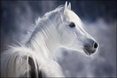 Quand un cheval a les oreilles en avant, cela veut dire :