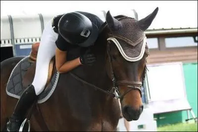 Parmi ces chevaux, lequel a t un grand champion de CSO ? (ce n'est pas lui sur la photo)