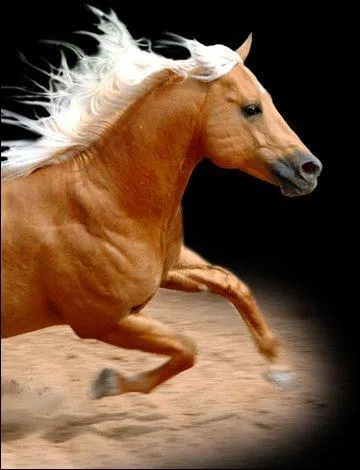 Devinette : il est souvent appel prince  la crinire d'or ou le beau blond. De quelle race s'agit-il ?