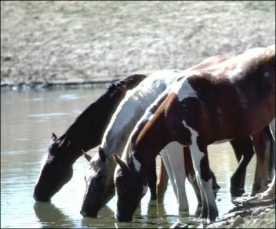Combien de litres d'eau boit un cheval en moyenne ?