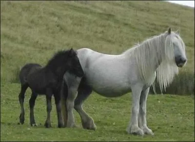 Quel est le nom du petit de la jument ?
