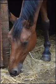 Qu'est-ce qui fait partie du filet ?
