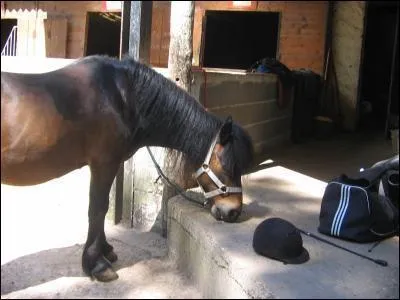 A quoi sert le licol ?