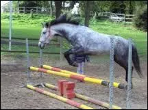 Quelle est la taille minimale d'un cheval ?