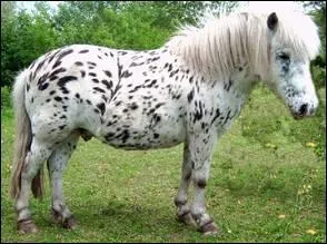 Quelle robe n'existe pas ?