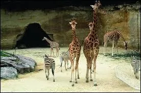 Ce zoo, situ dans le Maine-et-Loire, est constitu de dcors troglodytiques. Il s'agit :