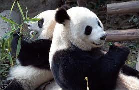Dbut 2012, quel parc zoologique accueille, avec les honneurs dus  leur rang, deux magnifiques pandas gants ?