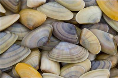 Quel est ce coquillage ?