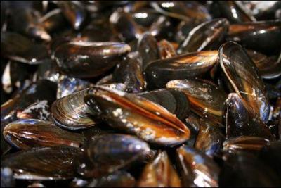 Quel est ce coquillage ?