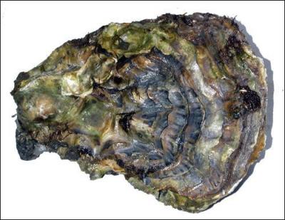 Quel est ce coquillage ?