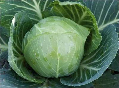 Reconnaissez-vous ce chou ?