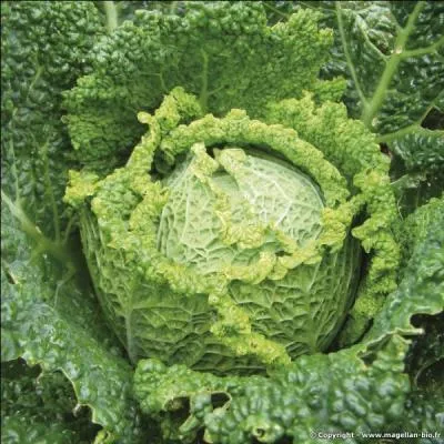 Comment se nomme ce chou pomm fris ?