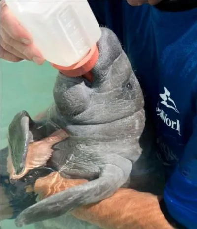 Dans quel tat amricain peut-on voir (et mme jouer avec) ce mammifre surnomm vache de mer ?