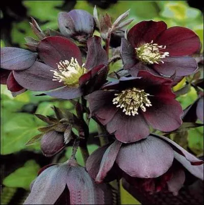 Qu'appelle-t-on les plantes  himales  ?