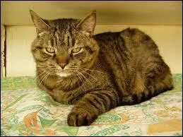 Qu'est-ce qu'un chat polydactyle ?