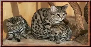 De combien de varits de poils est constitue la robe d'un chat ?