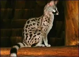 Je ne suis pas un chat et pourtant on m'appelle parfois chat de Constantinople ou chat d'Espagne. Qui suis-je ?